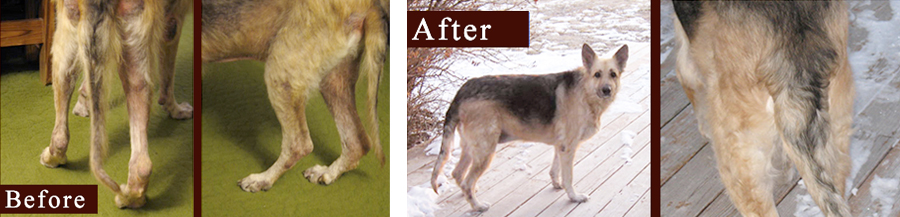 German Shepherd skin disease before and after