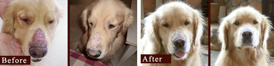 golden retriever skin disease before and after