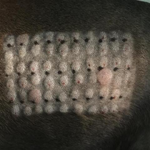 Intradermal Allergy Testing on a pet