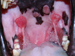 Canine Eosinophilic Granuloma
