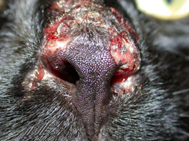 Feline Herpesvirus Dermatitis