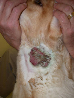 Hot Spots | Animal Allergy & Dermatology