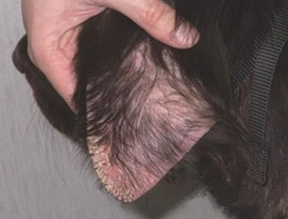 can you see mange mites on dogs