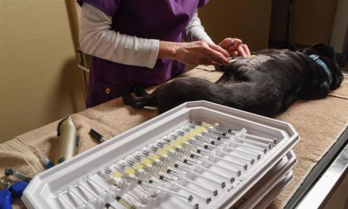 Pet Intradermal Allergy Testing process
