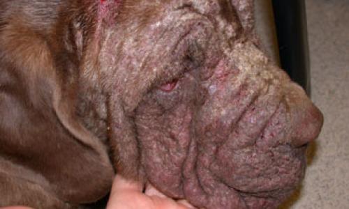 ivermectin for demodex in dogs