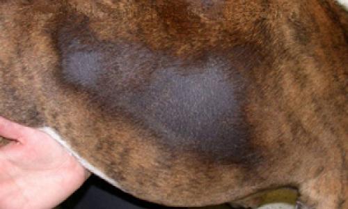 Canine Recurrent Flank Alopecia