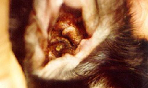 can basset griffon cause ear mites