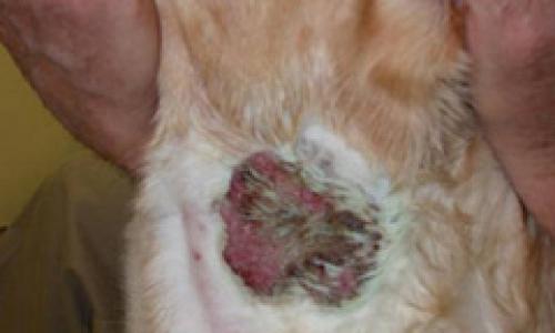 Hot Spots Animal Allergy Dermatology