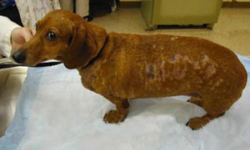 Dog folliculitis clearance antibiotic