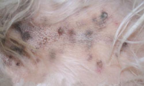 Sebaceous adenitis clearance lhasa apso