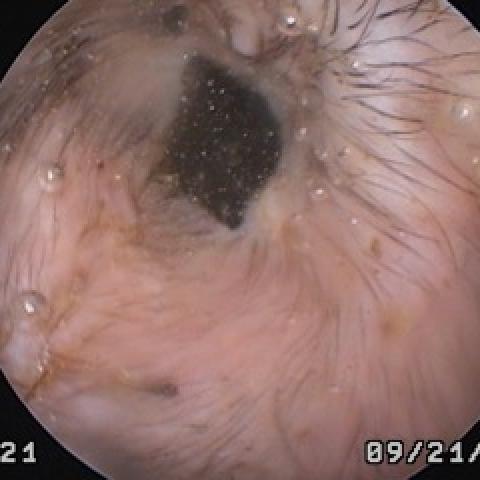 Pet Ostoscope After